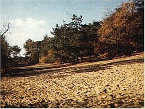 duene.jpg (29325 Byte)